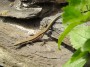 Thumbs/tn_Vakantie 2016 036.jpg